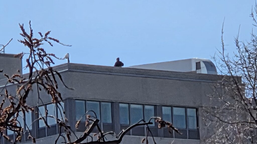 Security on top of a building surrounding the March 28, 2026 No Kings rally in St. Paul, Minnesota.