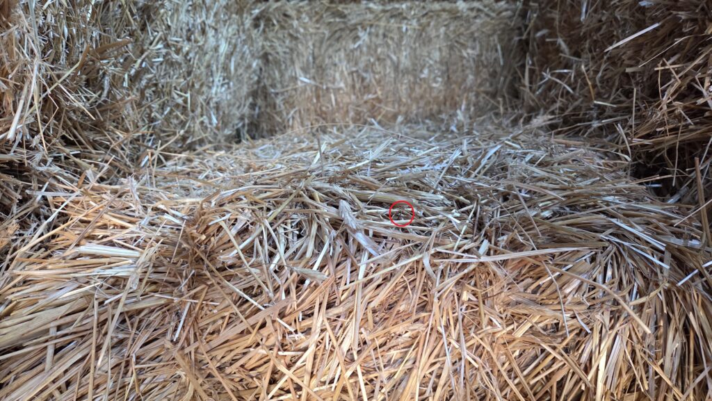There really is a needle in this haystack in the middle of the red circle. Thanks to Jerry's Garden Center in Eagan, Minnesota, USA for letting me snap pictures of their hay bales for sale.