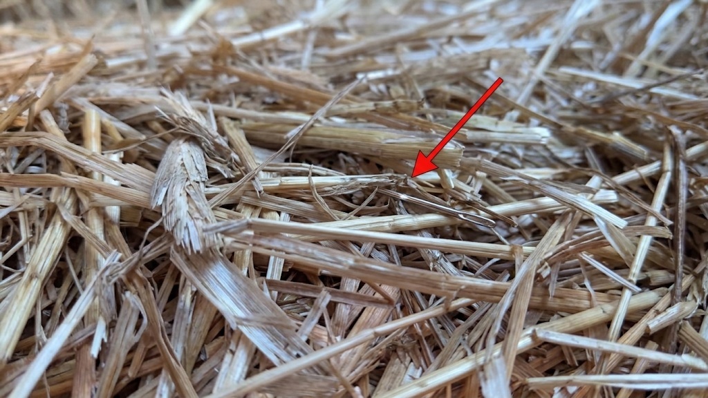 Gemini invented this needle in a haystack. If it were human, I would call it a liar. But since it's an AI model, polite engineers say it hallucinated.